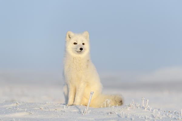 10 Fun Facts About Foxes You Didn’t Know - Arctic foxes change color seasonally