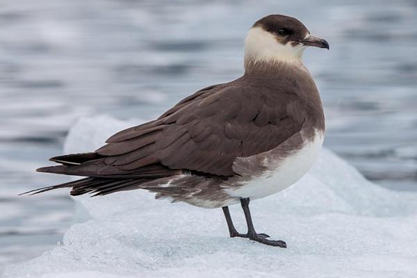 Types of Mediterranean Seabirds - Arctic skua
