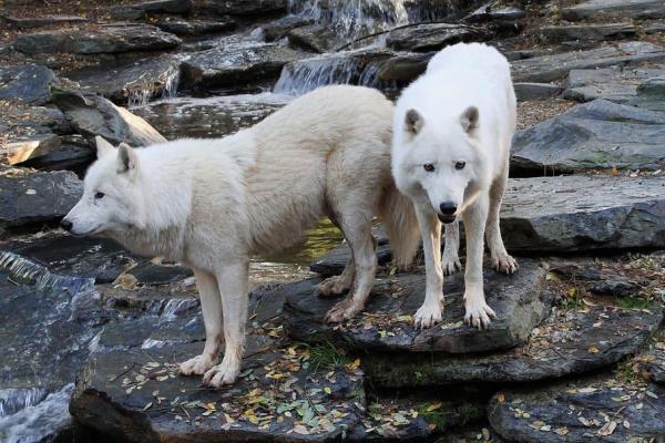 What Are the Different Types of Wolves? - Arctic wolf (Canis lupus arctos)