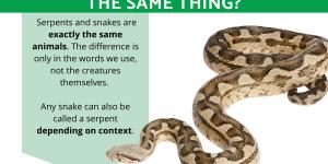Are a Serpent and a Snake the Same Thing?