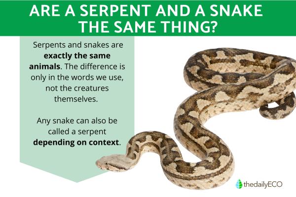Are a Serpent and a Snake the Same Thing?