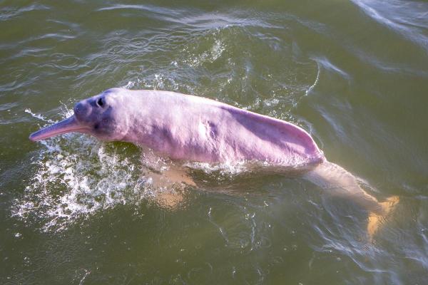 Are Amazon Pink Dolphins in Danger?