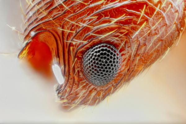 Are Ants Blind? - Are ants blind?