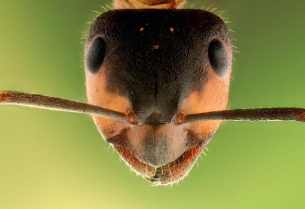 Are Ants Blind?