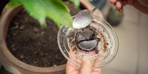 Are Coffee Grounds Good for Plants?