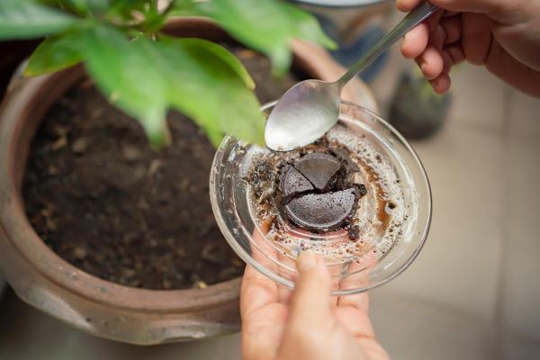Are Coffee Grounds Good for Plants?