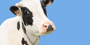 Are Cows Bad for the Environment?