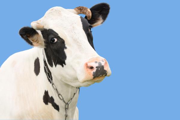 Are Cows Bad for the Environment?