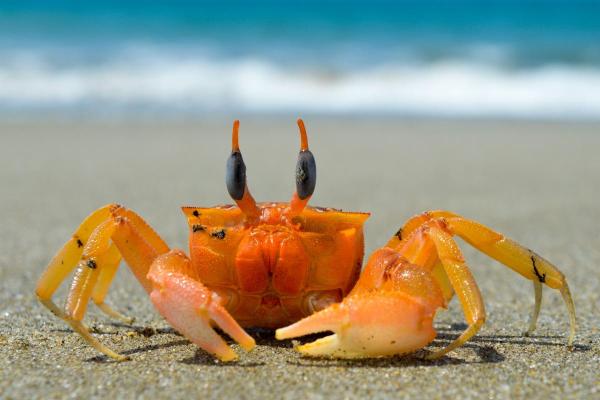 Are Crabs Vertebrates or Invertebrates?