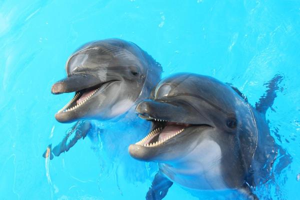 Are Dolphins Dangerous to Humans?