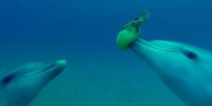 Are Dolphins Getting High? - Dolphins and Puffer Fish