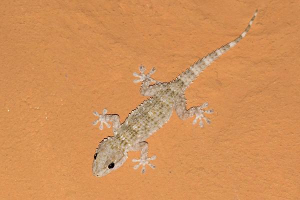 Are Geckos Poisonous?