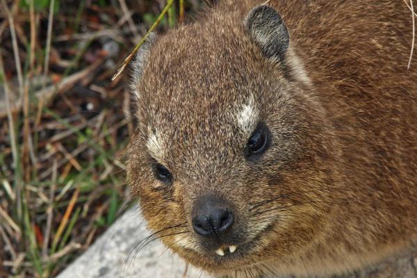 What Is a Hyrax Animal? - Are hyraxes endangered?