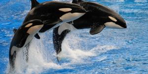 Are Killer Whales Dangerous to Humans?