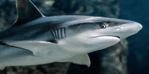 Are Sharks Blind?