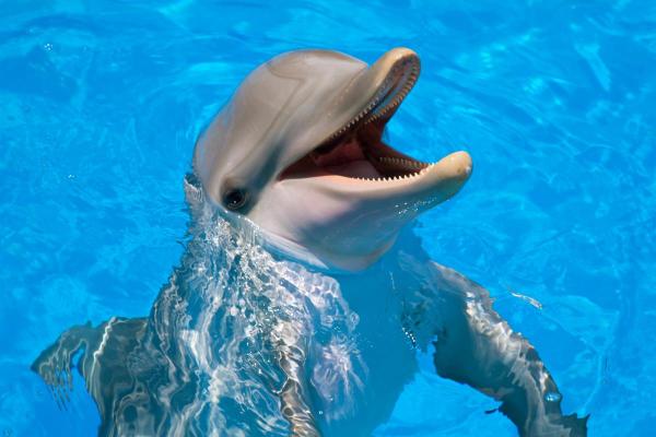 Are Dolphins Dangerous to Humans? - Are some dolphins more dangerous than others?