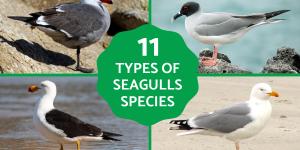 Are There Different Kinds of Seagulls?