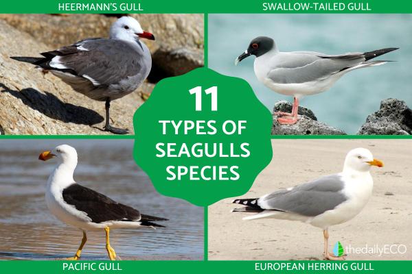 Are There Different Kinds of Seagulls?