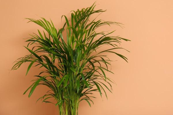 Large and Hardy Indoor Plants - Areca palm (Dypsis lutescens)