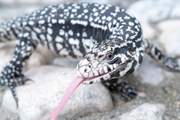 Different Types of Lizards - Argentine black and white tegu