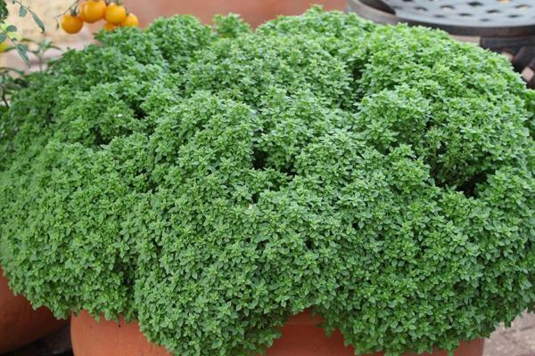 10 Types of Basil - Aristotle Basil (Ocimum basilicum 'Aristotle')