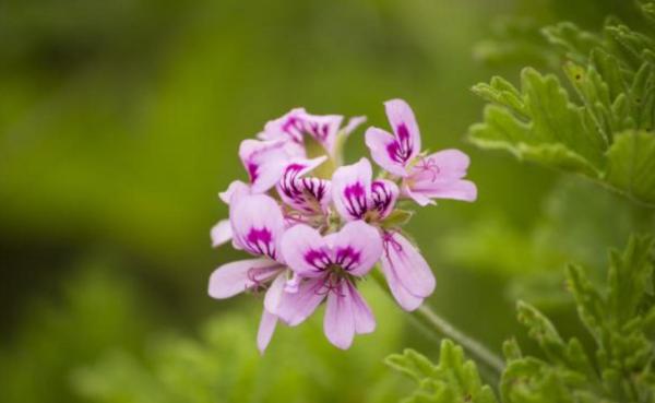 How to Repel Mosquitoes Naturally - Aromatic plants