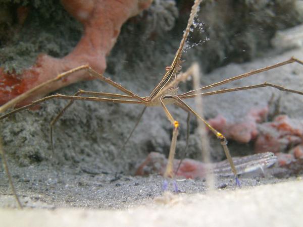 Types of Crabs - Different Crab Species - Arrow crab Stenorhynchus seticornis)