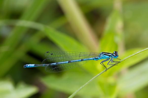 Invertebrate Animals - Examples and Characteristics - Arthropods