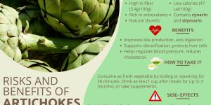 Artichoke Benefits and Risks