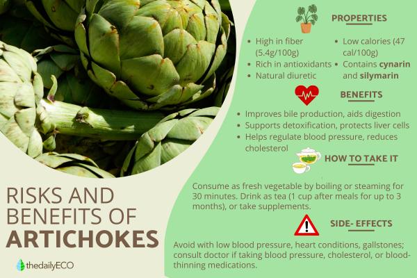 Artichoke Benefits and Risks