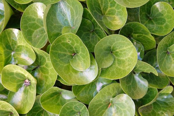 Best Outdoor Plants That Enjoy Shade - Asarabacca (Asarum europaeum)