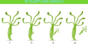 Asexual Reproduction in Plants and Animals
