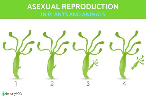 Asexual Reproduction in Plants and Animals