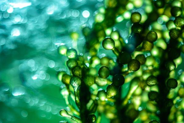 How Does an Algae Reproduce? - Asexual reproduction of algae