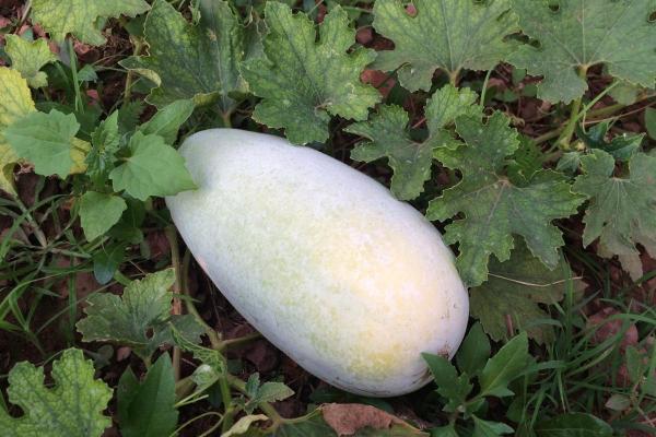 Types of Pumpkins - Big and Small - Ash pumpkin (Benincasa hispida)