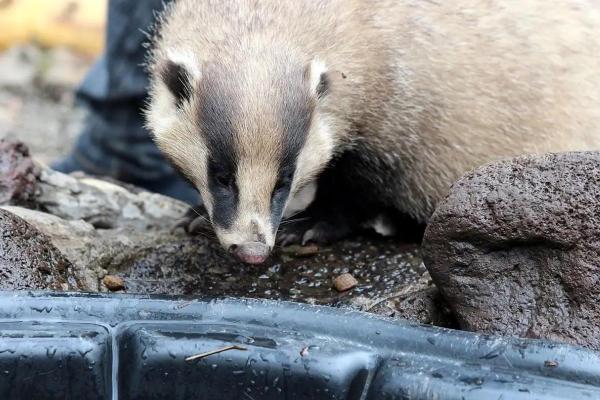 Different Types of Badgers - Asian badger (Meles leucurus)