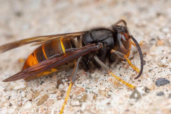 Types of Wasps and Hornets in Spain - Asian hornet (Vespa velutina)