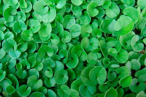 What Are Perennial Plants? - Asian ponysfoot (Dichondra repens)