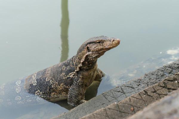 Different Types of Lizards - Asian water monitor