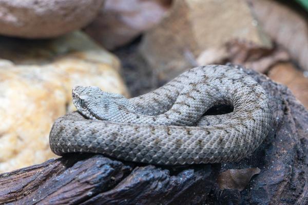 Most Dangerous Animals in Spain - Asp viper (Vipera aspis)