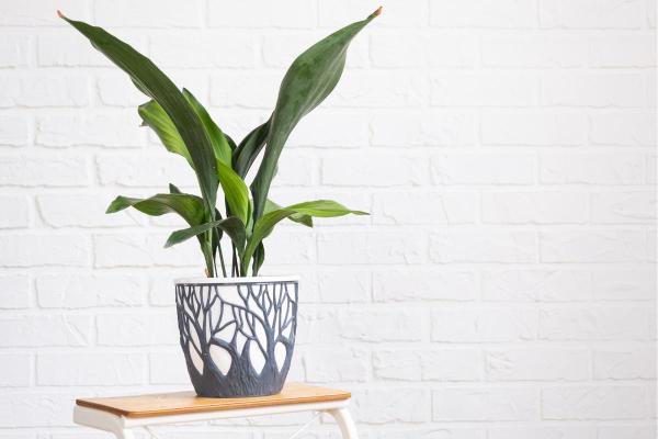The Best Partial-Shade Plants - Aspidistra