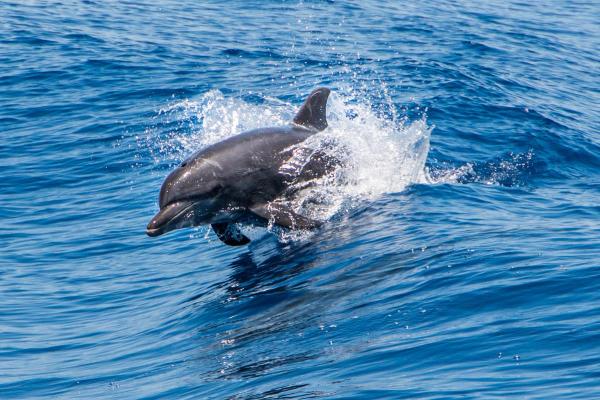 Are Dolphins Dangerous to Humans? - Astute observers