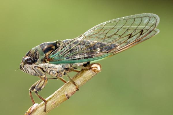 Why Are Cicadas So loud? - At what temperature do cicadas sing?