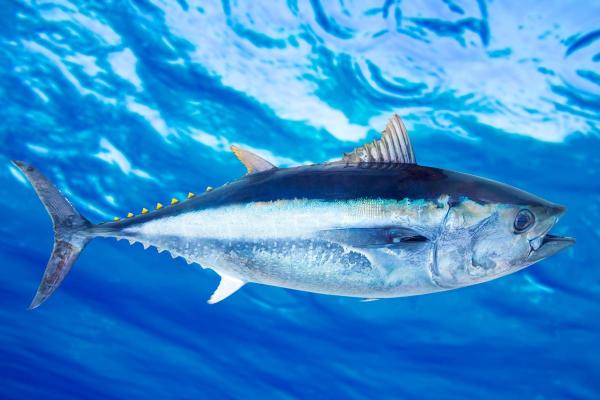 What Is a Pelagic Fish? - Atlantic bluefin tuna