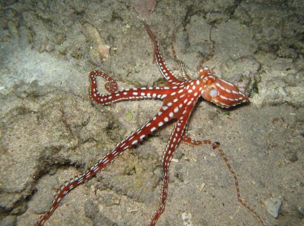 Different Types of Octopus Species - Atlantic white-spotted octopus (Octopus macropus)