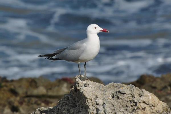 Types of Mediterranean Seabirds - Audouin's gull