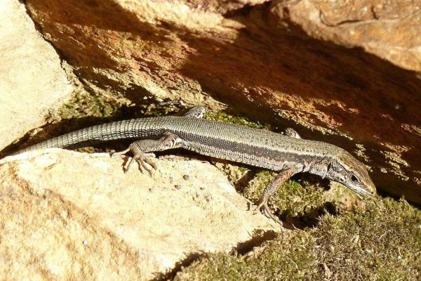 Types of Spanish Lizards - Aurelio's rock lizard