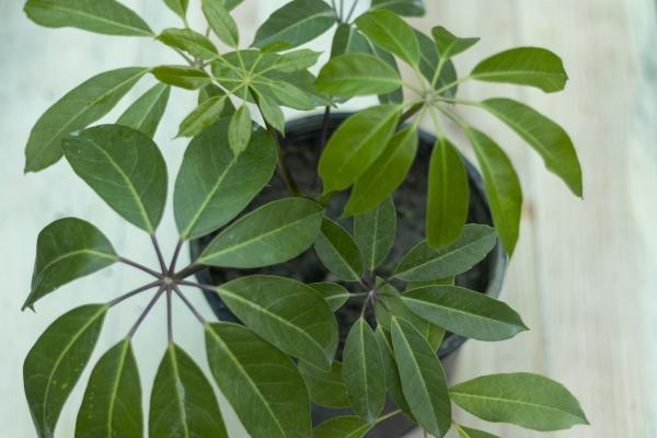 Best Living Room Indoor Plants - Australian umbrella tree (Heptapleurum actinophyllum)