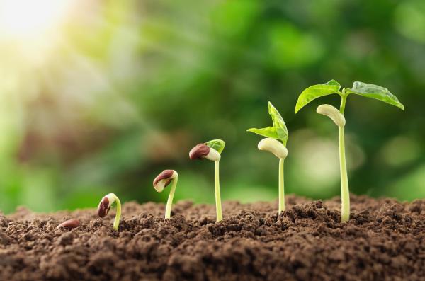 Different Types of Nutrition - Autotrophic nutrition
