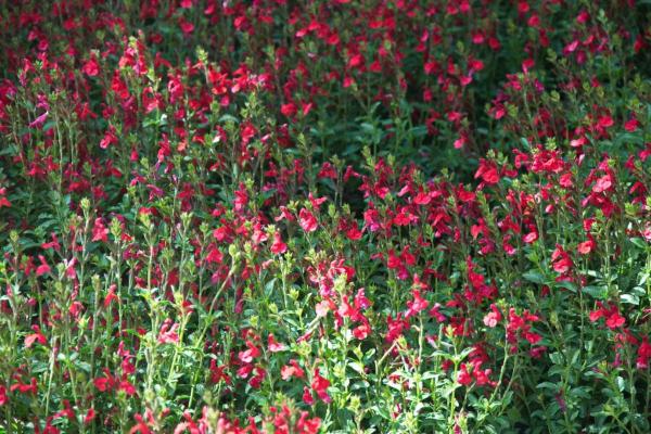 Best Shrubs to Plant in Fall - Autumn Sage (Salvia greggii)